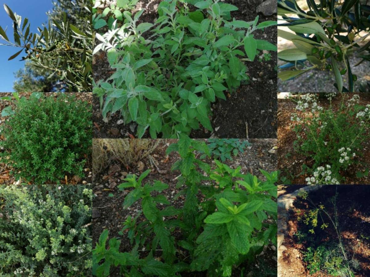 Terraoliva&Herbs Vátos Dış mekan fotoğraf