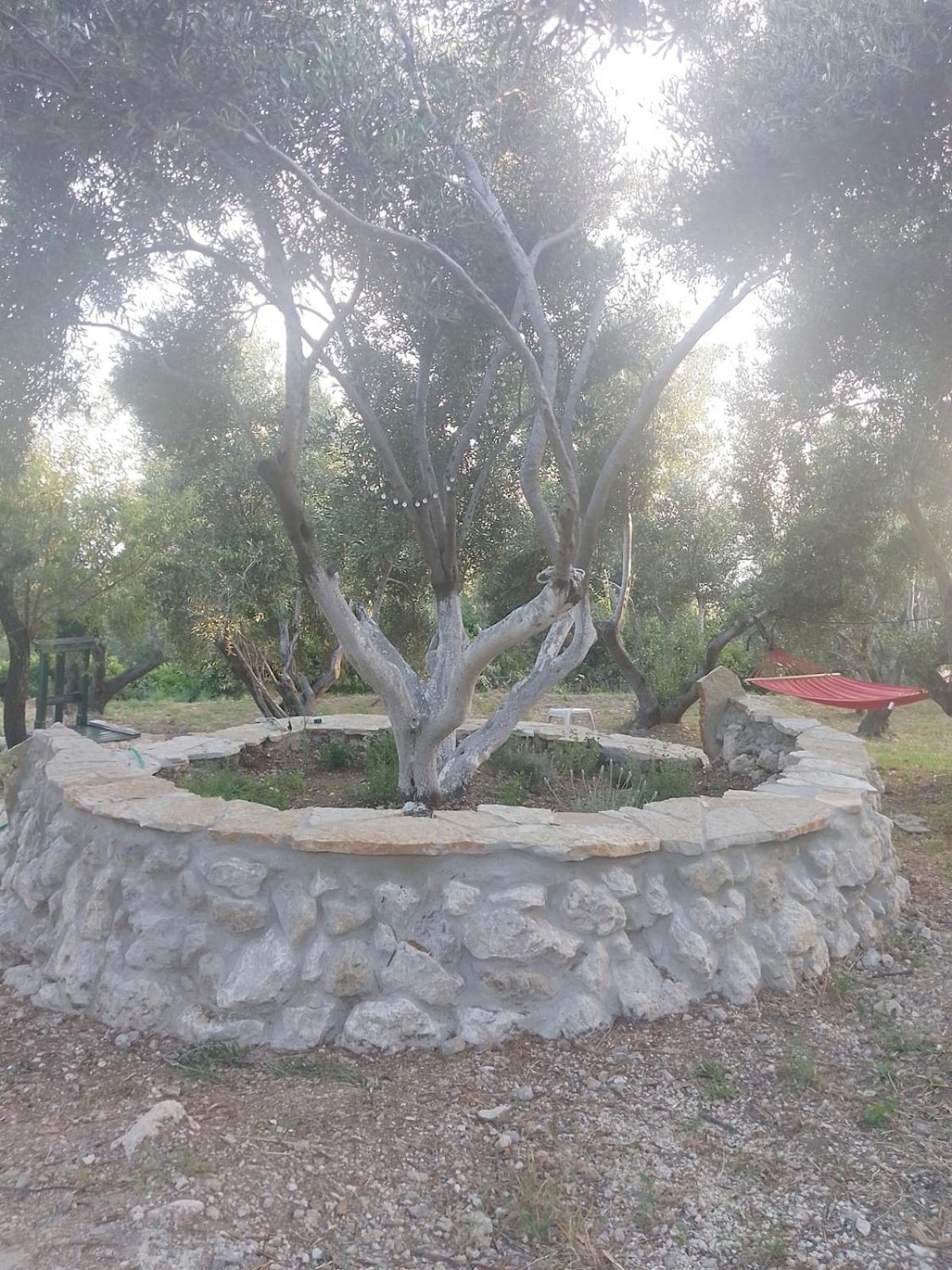 Terraoliva&Herbs Vátos Dış mekan fotoğraf