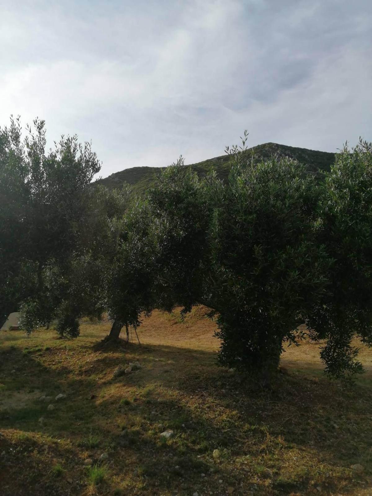 Terraoliva&Herbs Vátos Dış mekan fotoğraf