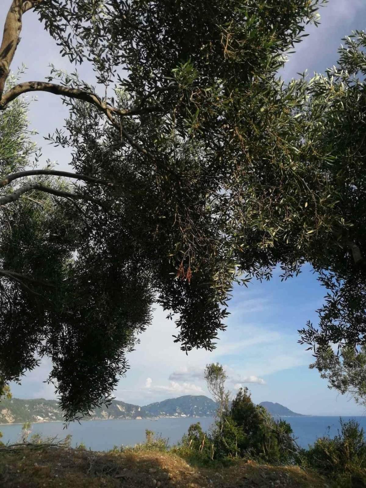 Terraoliva&Herbs Vátos Dış mekan fotoğraf