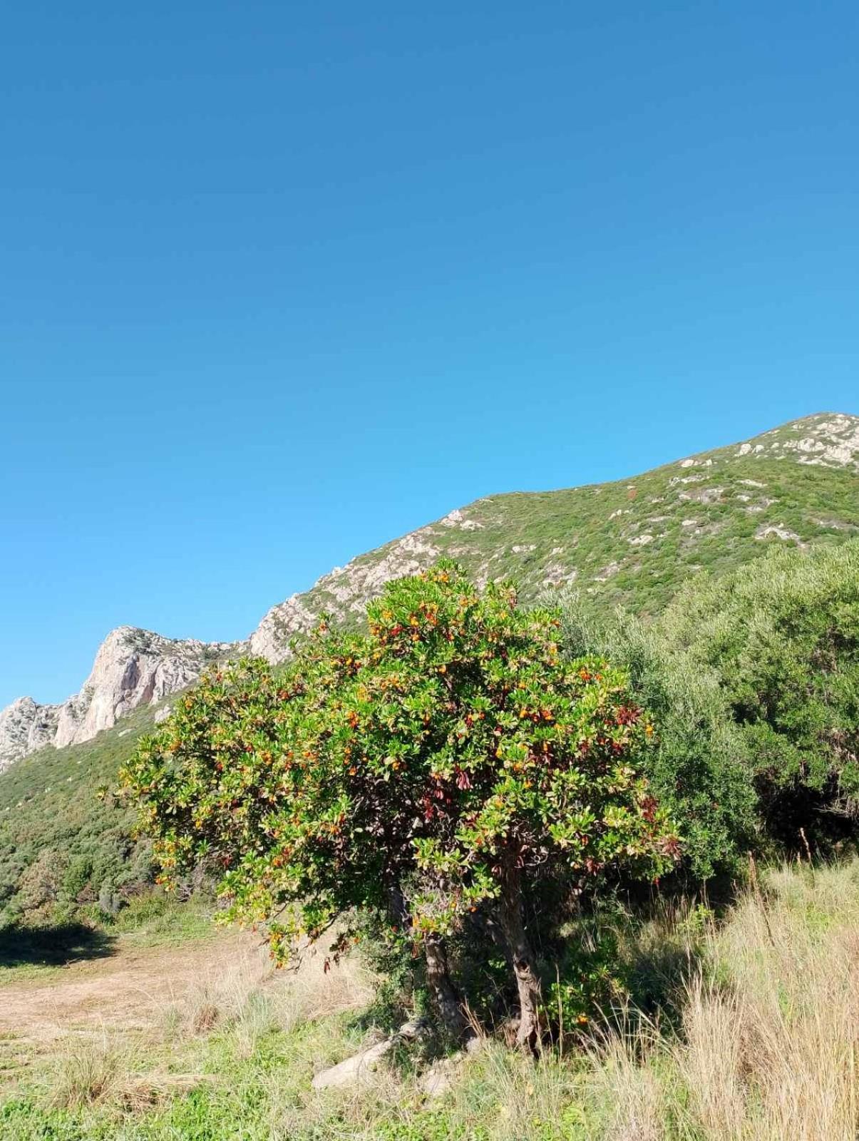 Terraoliva&Herbs Vátos Dış mekan fotoğraf