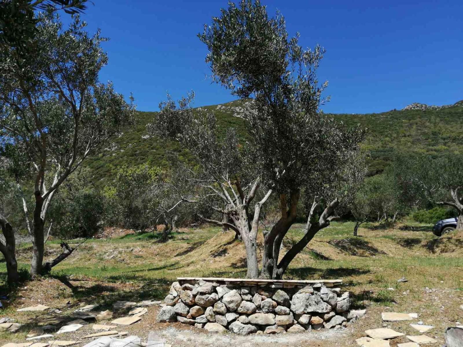 Terraoliva&Herbs Vátos Dış mekan fotoğraf