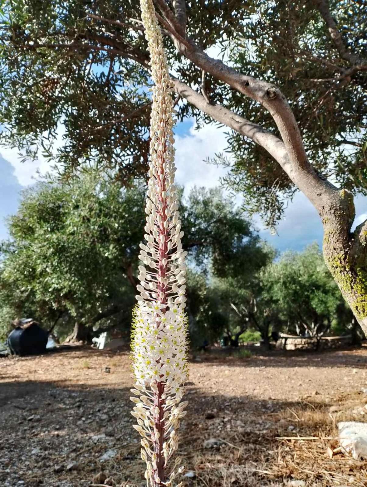 Terraoliva&Herbs Vátos Dış mekan fotoğraf